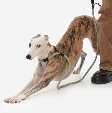 Dog Training Leash with Anti-Pull Design