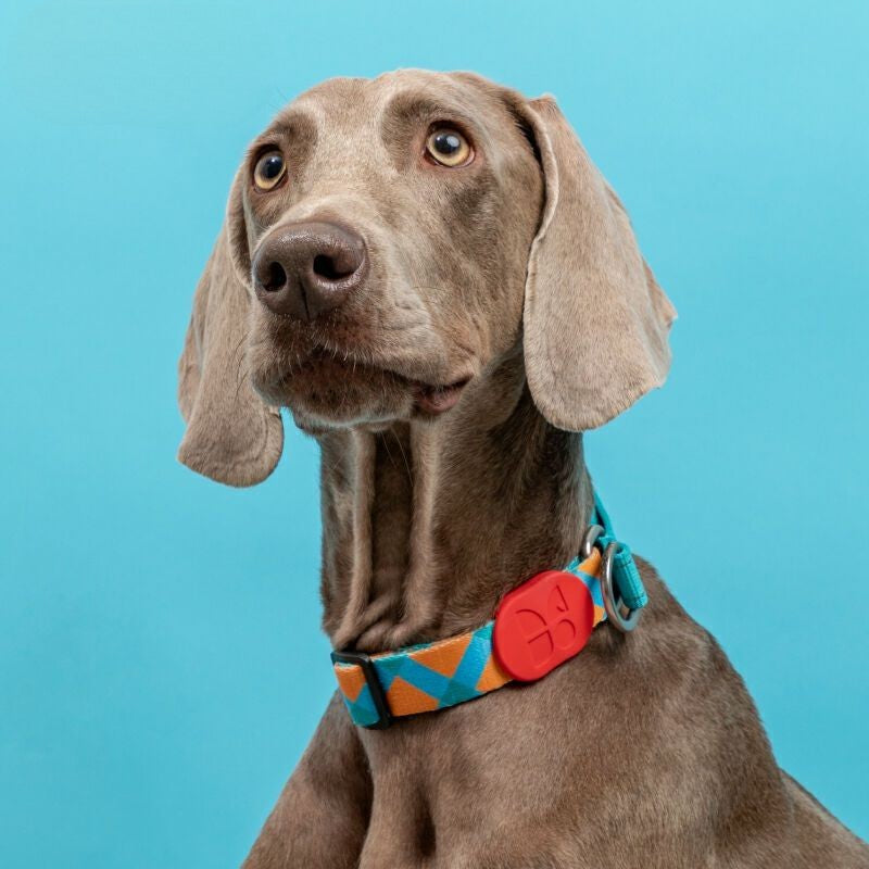 Half-P Training Dog Collar