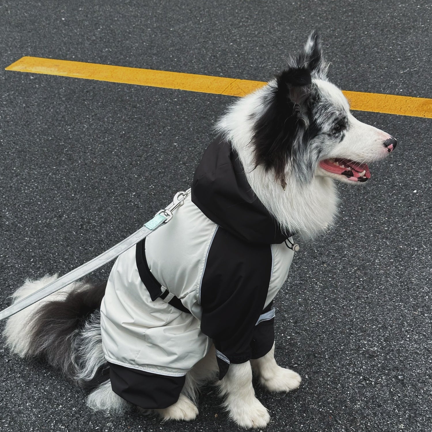 JIUSO Waterproof Dog Jacket