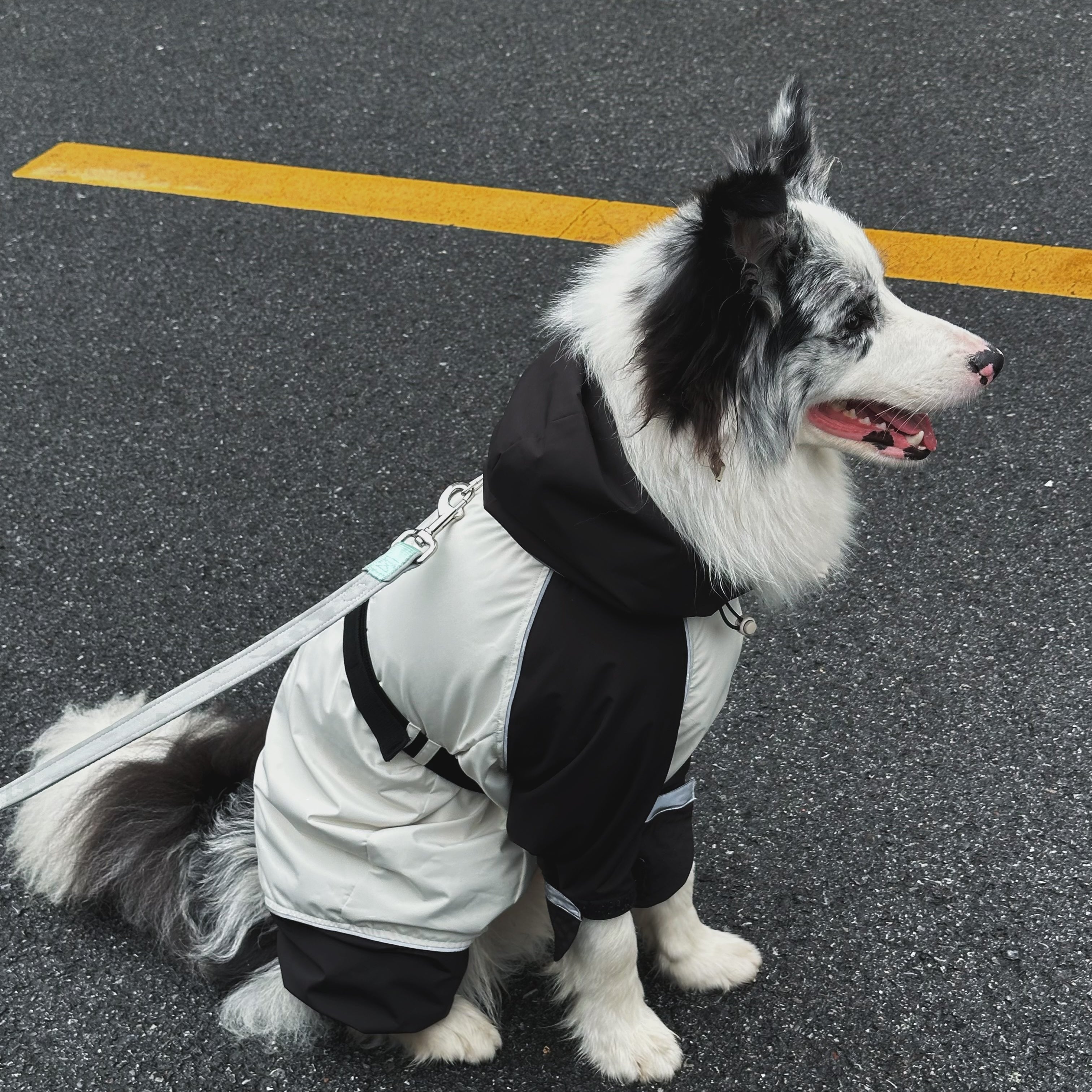 JIUSO Waterproof Dog Jacket