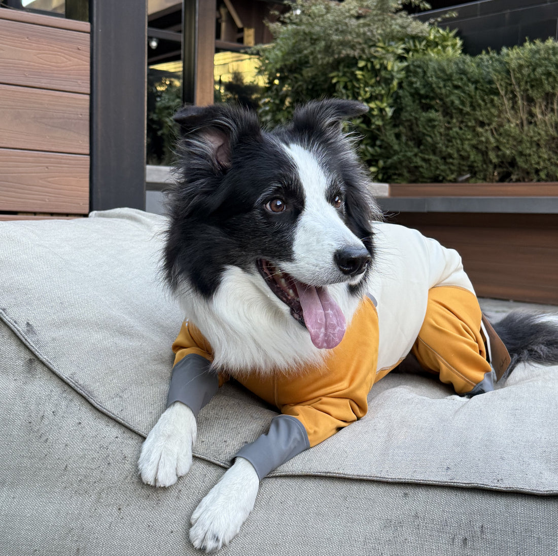 All-Weather Waterproof Dog Jacket