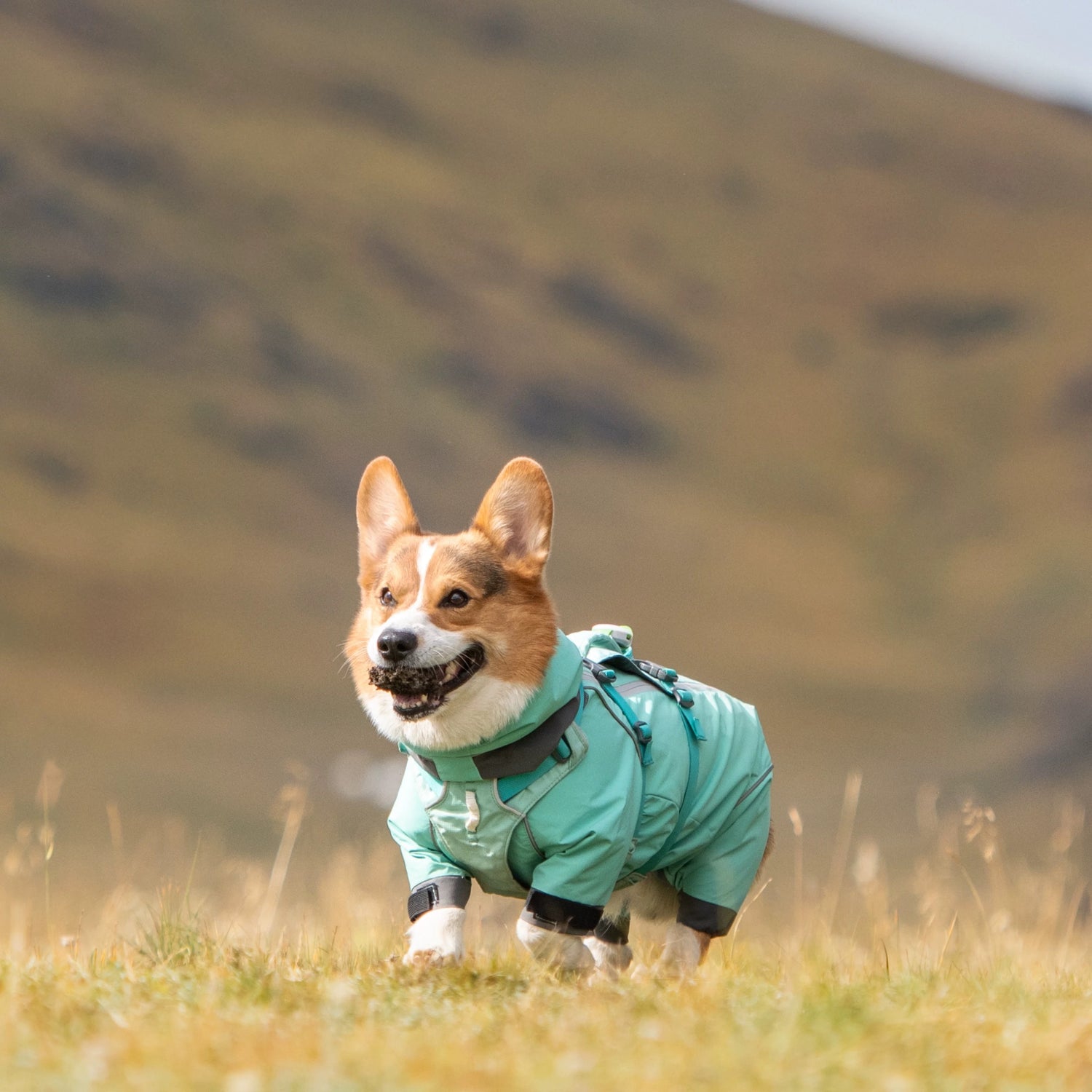 Short-Legged Dog Raincoat
