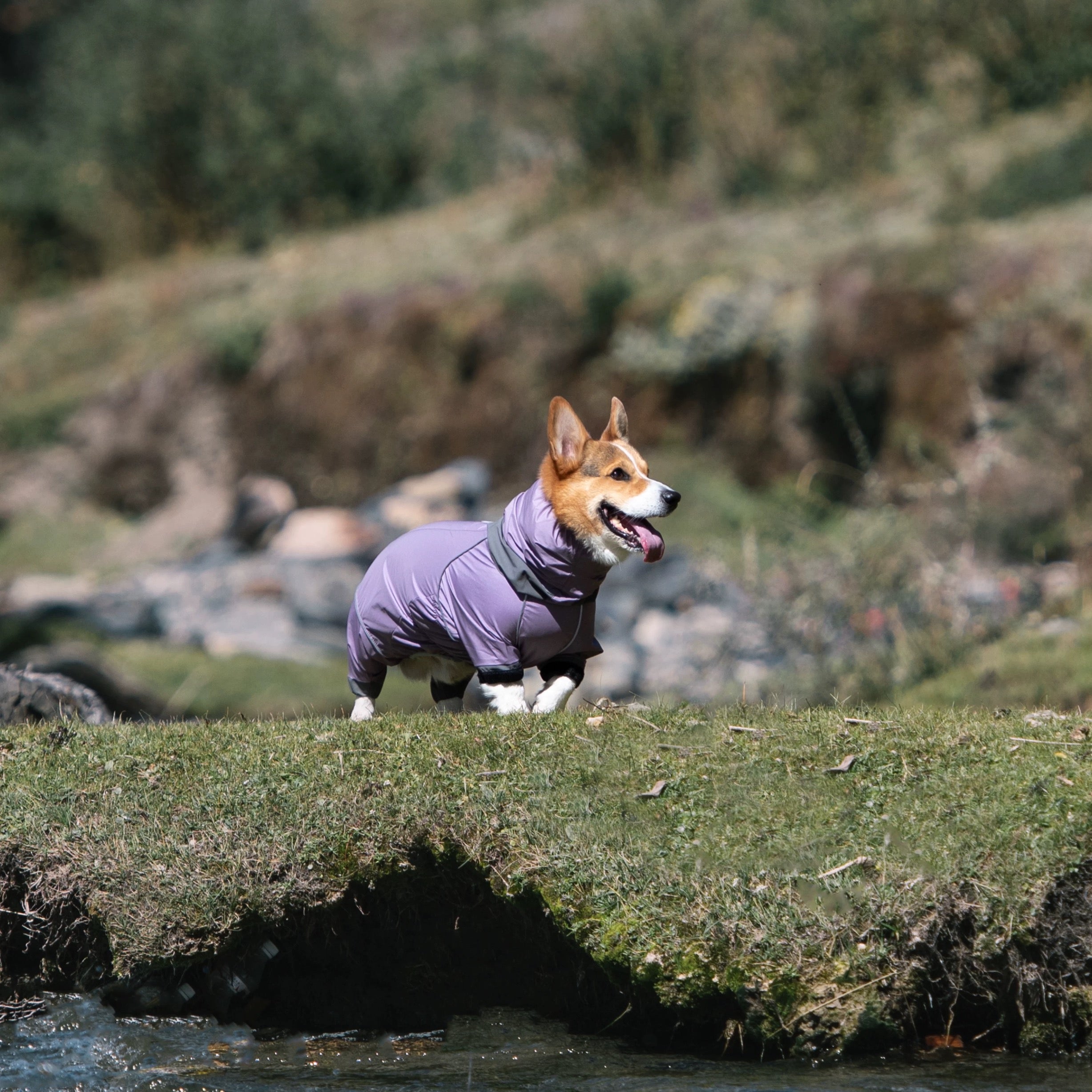 Short-Legged Dog Raincoat