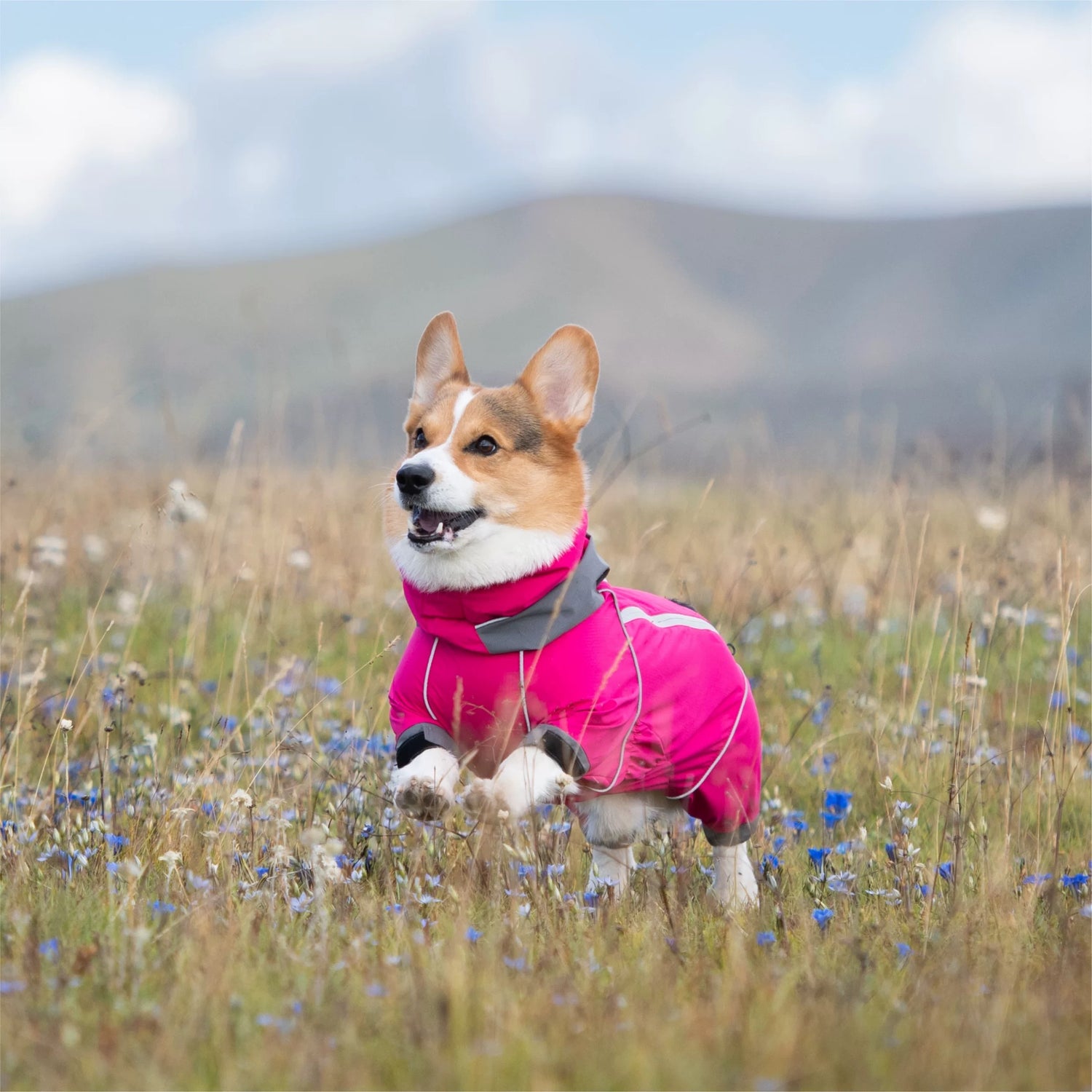 Short-Legged Dog Raincoat
