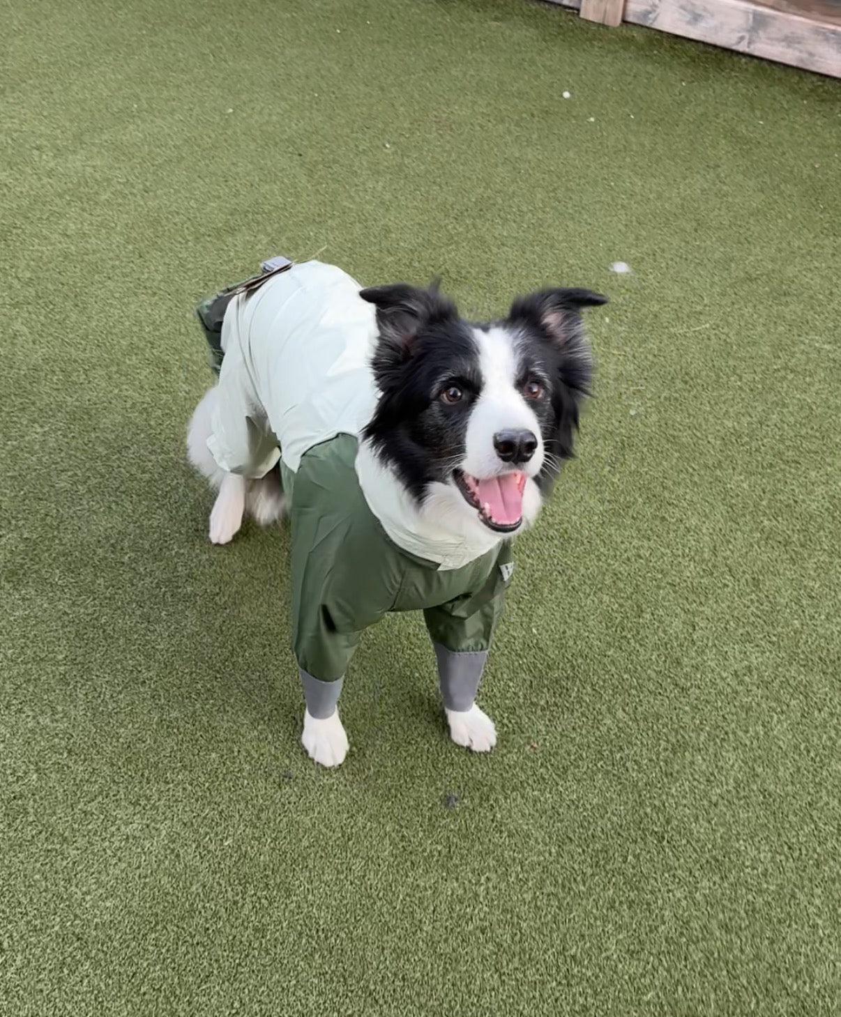 Storm-Guard 4-Legged Dog Raincoat