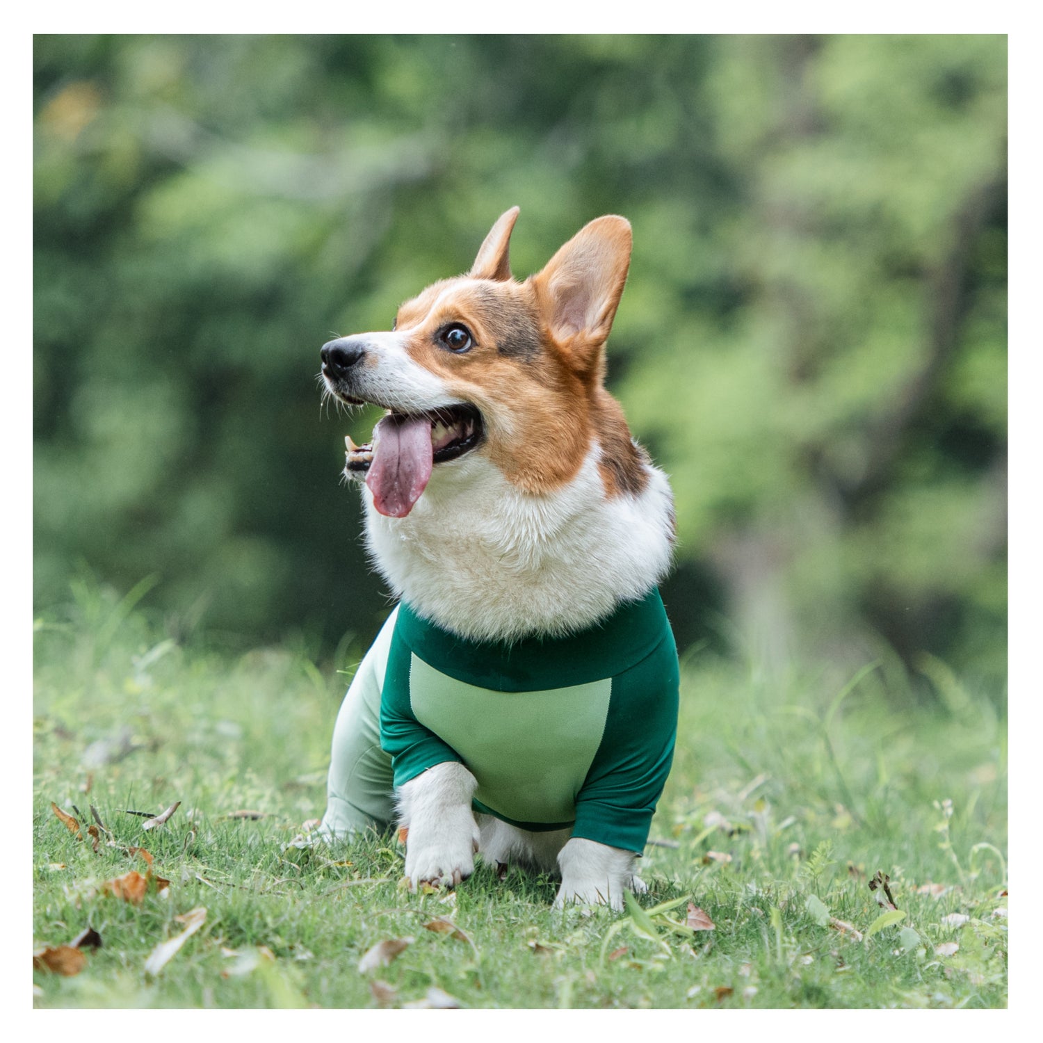 Short-Legged Cooling Dog Suit