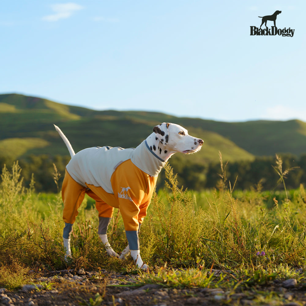 All-Weather Waterproof Dog Jacket