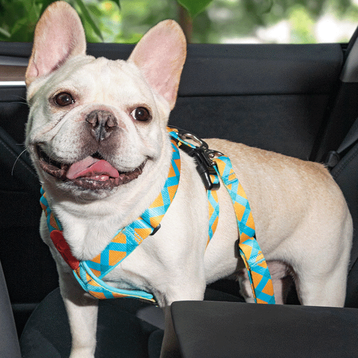 Car Safety Dog Leash with Universal Buckle