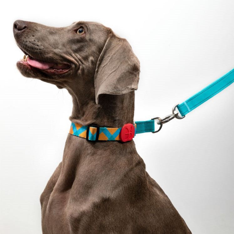 Half-P Training Dog Collar