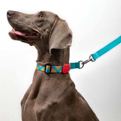 Half-P Training Dog Collar
