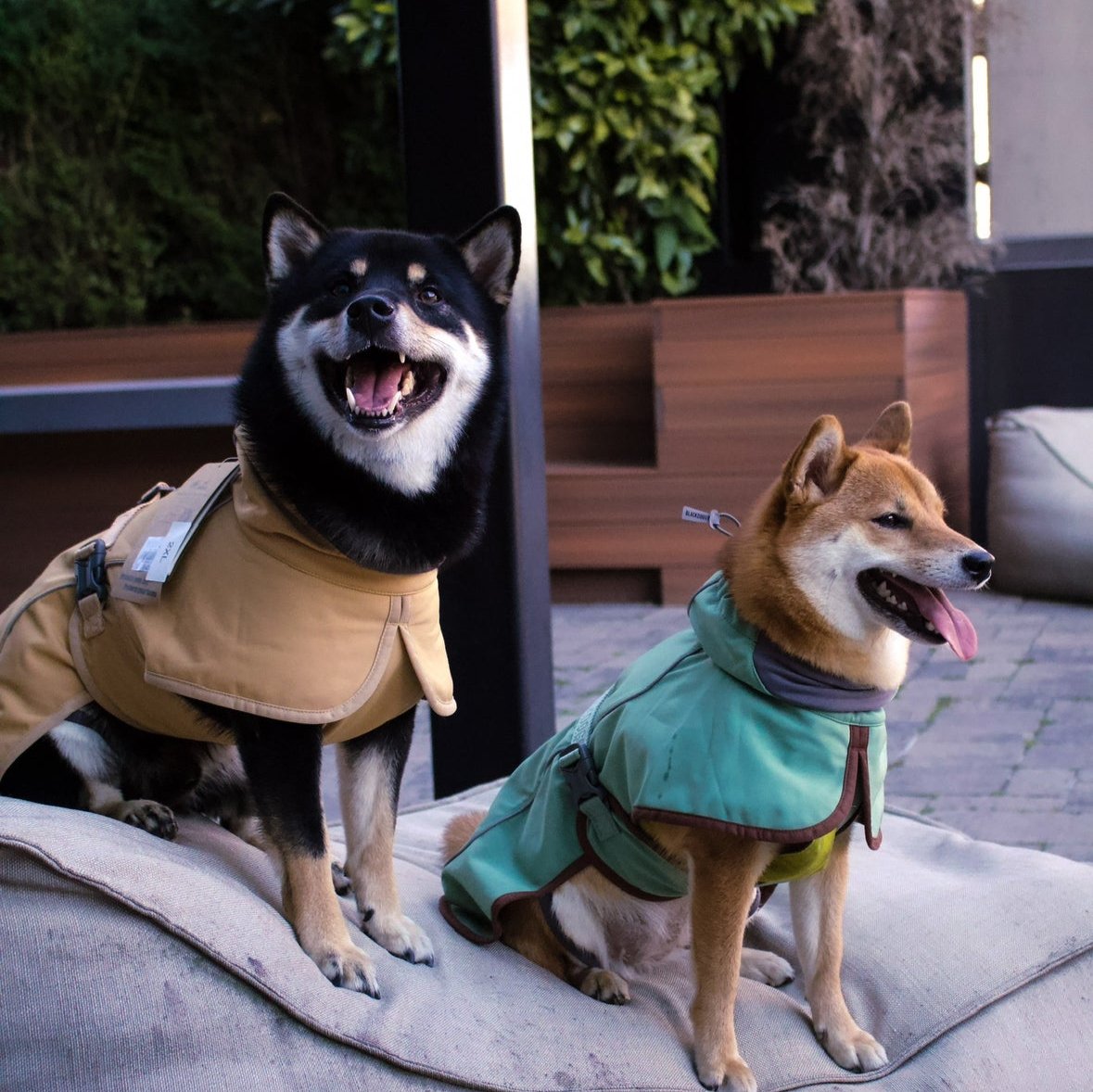 Softshell Jacket Outdoor Adventure